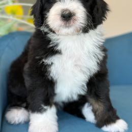 Ian - Tri-color male Bernedoodle puppy in Yuciapa, California from AlltheDoodlez_