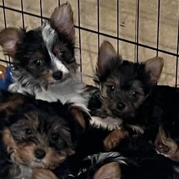 Yorkshire Terrier Puppies from Sandra's Pups