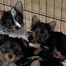Yorkshire Terrier Puppies from Sandra's Pups