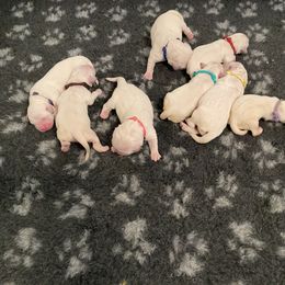 Golden Retriever Puppies from Suncoast Goldens