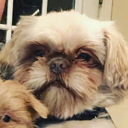 Mellow - Shih Tzu