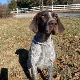 Fury - German Shorthaired Pointer