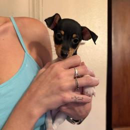 Pup A - White black and tan male Toy Fox Terrier puppy in Clermont, Florida from Debbie Hiles's Toy Fox Terriers