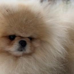 Pomeranian puppies from Twins Dream Poms