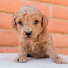 Aussiedoodle and Goldendoodle Puppies from Ever After Doodles Arizona