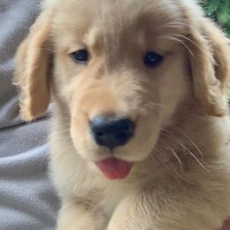 German Shepherd and Golden Retriever Puppies from Vom Bethel