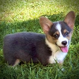 AKC Delilah beautiful RHT bluie girl, fluff carrier - Blue female Pembroke Welsh Corgi puppy in Taylorsville, North Carolina from Mill Creek’s Pembroke Welsh Corgis and French Bulldogs