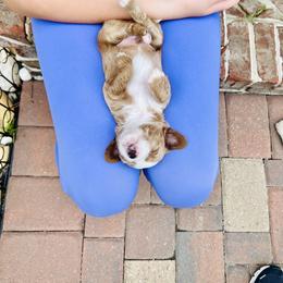 Goldendoodle Puppies from Cotton Country Doodles