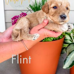 Flint - Apricot male Goldendoodle puppy in Jacksonville, Florida from First Coast Goldendoodles