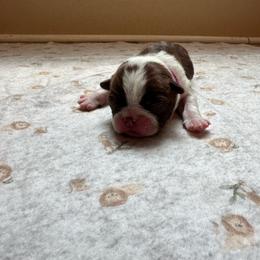Purple collar - Red female Boston Terrier puppy in Winnie, Texas from Tina Terry's Boston Terriers