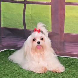 Glitter - Maltese