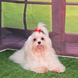Glitter - Maltese