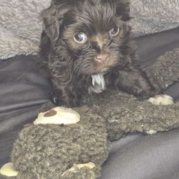 Girl 2 - Havanese puppy from Havanese Puppies Columbus