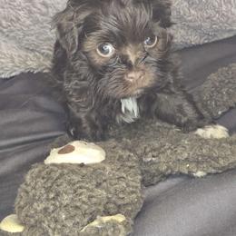 Girl 2 - Havanese puppy from Havanese Puppies Columbus