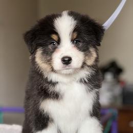 Casper - Black tri-color male Australian Shepherd puppy in Augusta, Georgia from Incendia Aussies & Dobies
