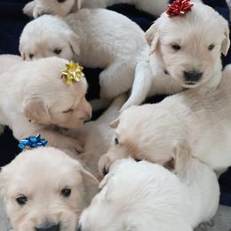 Golden Retrievers from Tamarind Goldens