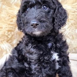 Goldendoodle Puppies from Lucky's Doodlez