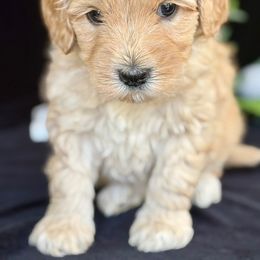 Captain - Apricot Australian Labradoodle puppy in Washington, North Carolina from Pamlico Labradoodles