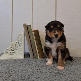 Collie Puppies from Arabella Collies