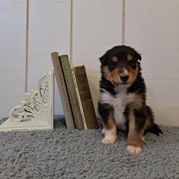 Collie Puppies from Arabella Collies
