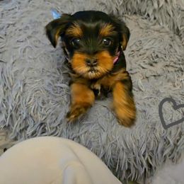 Yorkshire Terrier Puppies from Kathryn's Yorkies