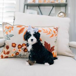 Tammy - Tri-color female Bernedoodle puppy in Murray, Utah from Sun Valley Doodles