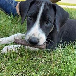 Great Dane Puppies from Black Tie Danes