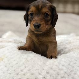 Remy - Red male Dachshund puppy in Opelousas, Louisiana from Southern Bloom Dachshunds