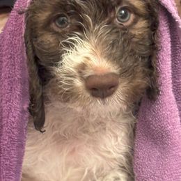 Labradoodle Puppies from AV Cares Doodles