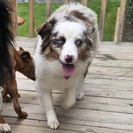 Chloe - Miniature Australian Shepherd