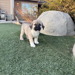 Anatolian Shepherd Dog Puppies from WanderDogs.Co
