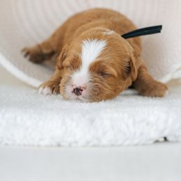Black collar boy - Red male Cavapoo puppy in Duncan, South Carolina from Abner Creek Poodles & Doodles