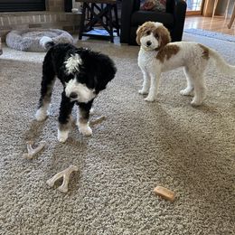 Aussiedoodle, Bernedoodle, Cavapoo, Double Doodle, Goldendoodle, and Yorkipoo Puppies from Fisher River Doodle's