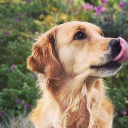 Golden Retrievers and Working Dog Crosses from Level Up Retrievers