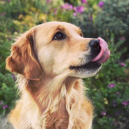 Golden Retrievers and Working Dog Crosses from Level Up Retrievers
