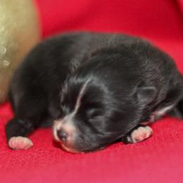 Bingley - Black parti male Pomeranian puppy in Bremen, Indiana from AMS Pomeranians and Pomskies in Indiana