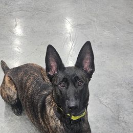 xDutch Shepherd All Grown Up from We Like it Ruff Working K9 Breeding and Training