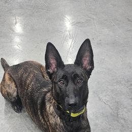 xDutch Shepherd All Grown Up from We Like it Ruff Working K9 Breeding and Training
