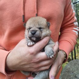 Boy 2 - Red male Shiba Inu puppy in Fairbanks, Alaska from Arctic Kennels (Pomskies, Akitas & Shibas)