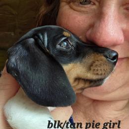Purple collar, Pippie's black and tan piebald smooth girl - Piebald female Dachshund puppy in Caldwell, Idaho from Dozendachs