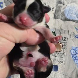 Sebastion - Black and white male Chihuahua puppy in Amity, Pennsylvania from Baxters Chihuahuas