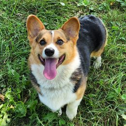 Cort - Australian Cattle Dog