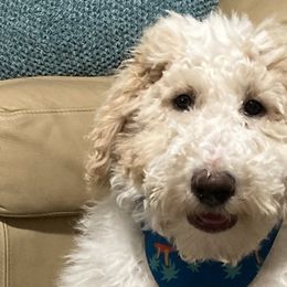 Blue Boy - Goldendoodle puppy in Gonzales, Louisiana from Honey Dream Doodles