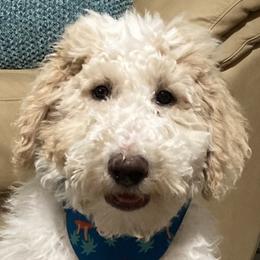 Blue Boy - Goldendoodle puppy in Gonzales, Louisiana from Honey Dream Doodles
