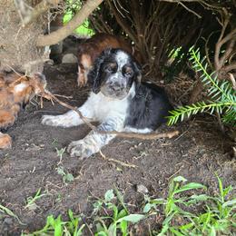Kat - Black white and tan female English Springer Spaniel puppy in Perry, New York from Chappell Hill Springers