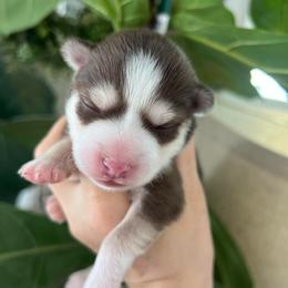 Kobuk - Chocolate male Pomsky puppy in Rathdrum, Idaho from Smart Pomskies and Frenchies