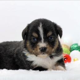 Male 1 - Black tri male Miniature American Shepherd puppy in Childress, Texas from Taylor Farms