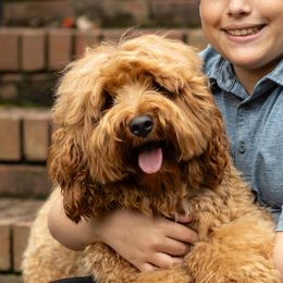Bennett - Goldendoodle
