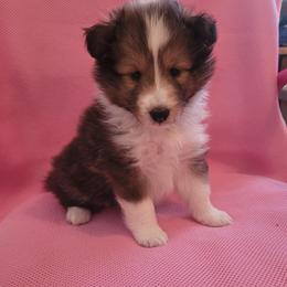 Sparkle - Sable merle and white female Shetland Sheepdog puppy in Waynesville, Georgia from Hawks Acres Shelties