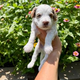 Cilantro - Parti male Goldendoodle puppy in Aubrey, Texas from The Parrish Doods